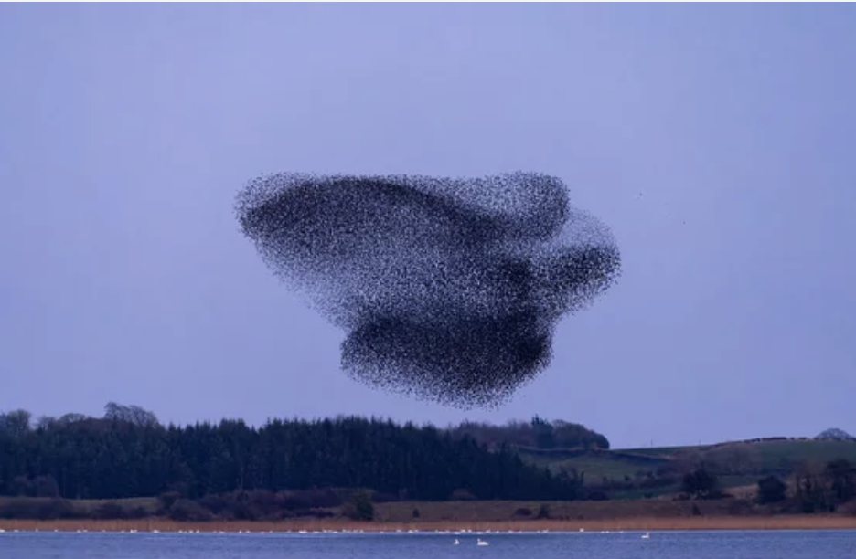 Inspirations projet tandem Gare Polytechnique 